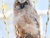 Great Horned Owlets
