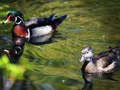 Male and  female wood duck 
