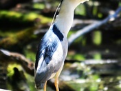 Black-crowned night heron