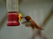 Hummingbird
