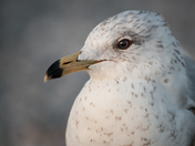 Laridae