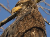 Eagle stare down