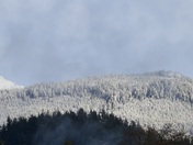 Eagle in the mountains