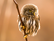 Northern Pygmy OIwl