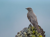 Townsend's Solitaire