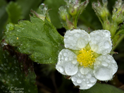 Wild Strawberry Blossom
