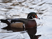Wood Duck