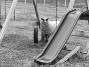 Sheep in the playground 