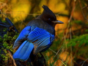 Steller's Jay