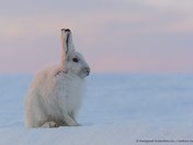 Hare in the sunset