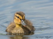 Baby duck