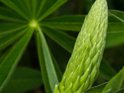 Lupin Bud