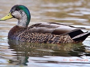 High Breed Mallard.