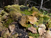 Mossy Mushrooms