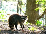 Raccoon - Ontario Conservation Area