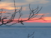 Carolinian forest sunset