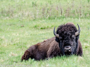 North America's Largest Land Mammal 