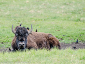 North America's Largest Land Mammal 