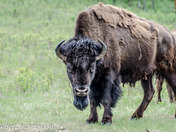 North America's Largest Land Mammal 