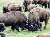 North America's Largest Land Mammal 