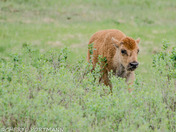 North America's Largest Land Mammal 
