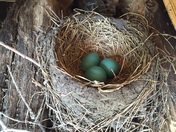 Delicate signs of Spring