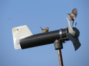 Winter Wrens nesting