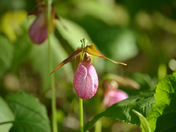 Lady's Slipper