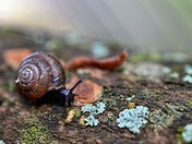At a Snail's Pace