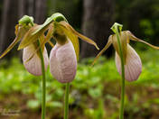 Lady Slippers - Pink