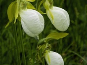 Lady Slippers - white