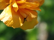 Spider and a Flower