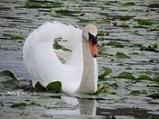 White Swan Swimming 
