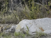Young Fox Family playing Peek A Boo