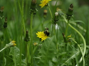 Bee in Dandelion Field