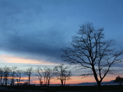 Trees at Blackie Spit, Crescent Beach, BC