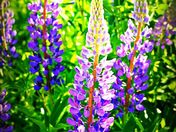 Queen's County Lupins