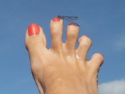 Dragon Fly photo bomb