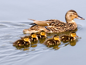 Ducklings