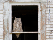 Who's There, who, who?