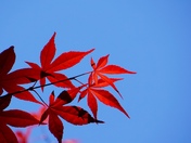 Japanese Maple versus the Sky