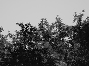 Monochrome Japanese Maple