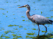 Great Heron in Shallows