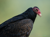 Turkey Vulture