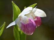 Sabot de la vierge cypripÃ¨de royal