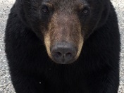 Black Bear in Caramat Ontario