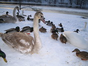 Swans on the beach in Valakampiai