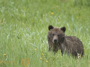 Grizzly Bear Cub