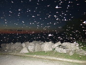 Mayflies on Pelee Island