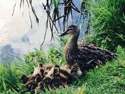 Momma and her little ones.